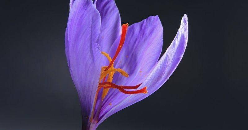 Unsplash/Benyamin Bohlouli